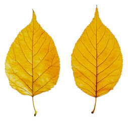 PNG Autumn yellow leaves on white backdrop