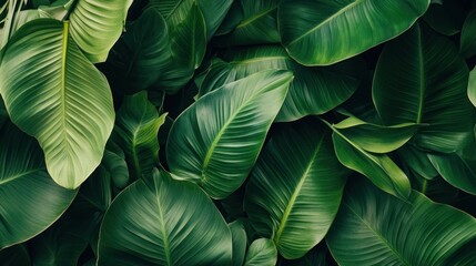 A close up of green leaves with a lush green background