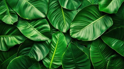 A close up of green leaves with a lush green background