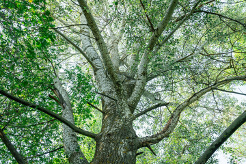 Tall tree with sprawling branches reaching for the clear sky in summer