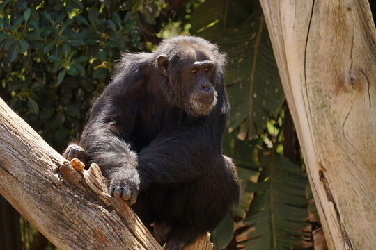 Simio sentado en &aacute;rbol