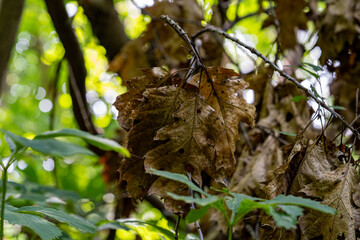 Dried yellow leaves in the forest close up, macro.