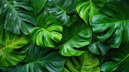 A close up of a green leafy plant with many leaves