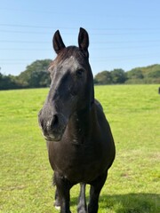 Obraz premium horse in the field