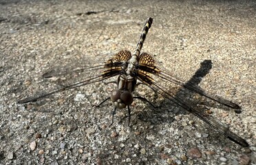 Summer Texas dragonfly