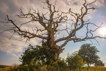 Fototapeta premium tree in the field