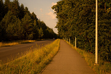 Fototapeta premium road in the woods