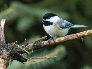 Bird in tree