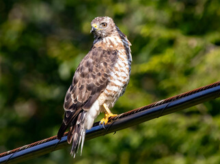hawk