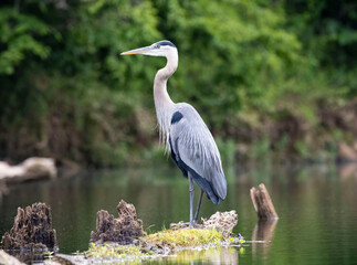 heron