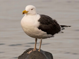 seagull