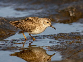 shorebird