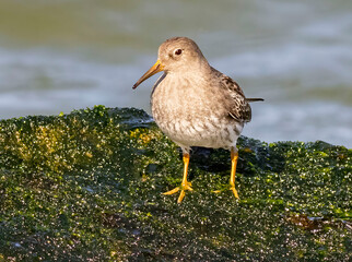 shorebird on rock