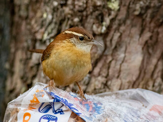 wren