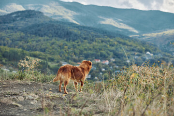 Majestic dog standing on hilltop gazing at scenic valley with mountain backdrop in travel adventure concept