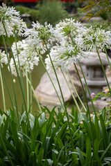 Landscape urban design, city park in Japan style with stones, bonsai pines trees, flowers, little briges, water falls in center of Monte-Carlo city, Monaco