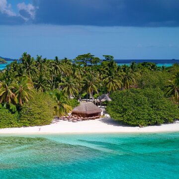 Tropical Paradise: Beachside Accommodation Amidst Palm Trees