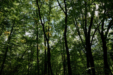 Lush forest landscape with a group of trees under a clear blue sky in a peaceful natural setting