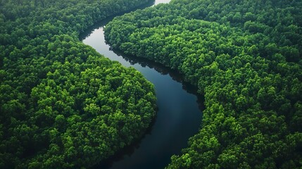 Majestic river meandering through a dense forest captured in ultra HD for breathtaking nature and forest wallpapers