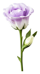 PNG Beautiful light purple flower with a budding bloom