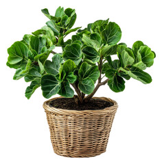 Naklejka premium PNG Fiddle leaf fig in a woven planter
