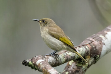 Brown Honeyeater on moss covered branch with a soft background