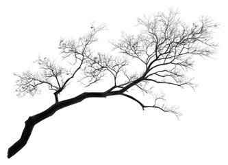 Fototapeta premium PNG Skeleton-like tree branches in winter setting