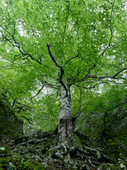 Fine Estate nel Parco Nazionale del Gran Sasso - Prati di Tivo - Pietracamela (TE)