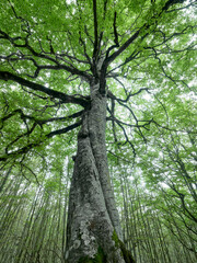 Fototapeta premium Fine Estate nel Parco Nazionale del Gran Sasso - Prati di Tivo - Pietracamela (TE)