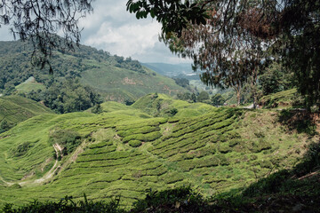 The tea plantations appearing through the forest in the Cameron Highlands