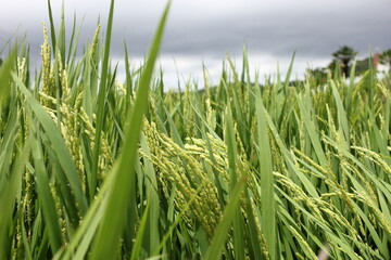 South Sea, German Village, South Korea July Rice Ears Blown by the Wind