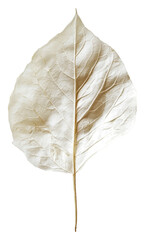 PNG Large delicate white leaf lying flat on a surface
