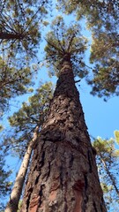 Vertical perspective of a Pine Tree from below into the sky with the rest of the trees in the...