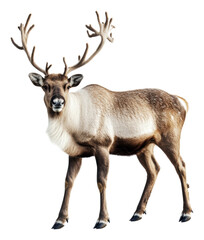 Obraz premium PNG Reindeer in a snowy winter landscape
