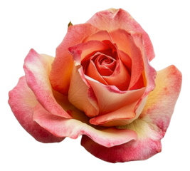 PNG Beautiful pink and orange rose in bloom at noon