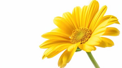Obraz premium Yellow Daisy Flower on White Background