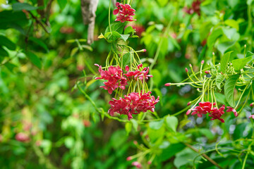 Close up view of combretum indicum flowers in full bloom complete with branches and leaves (Rangoon creeper)