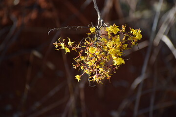 Flor do Cerrado brasileiro