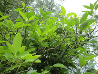Plants