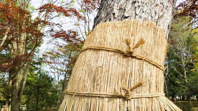松のこも巻き