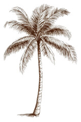 PNG Detailed sketch of a tall palm tree