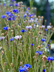 purple and white wildflowers in an open field on a sunny day