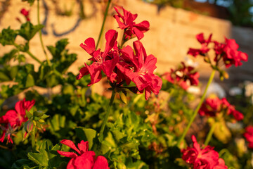 Flores de Gerânio ao Brilho do Pôr do Sol