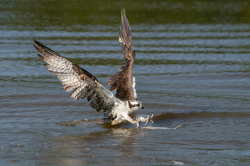 Osprey Grabbing a Fish from a Virginia River
