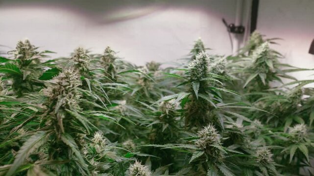 Dolly shot of a cannabis plants growing in a grow tent during flowering stage