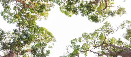 Trees And Leaves Taken From A Low Angle To The Top Of The x000D Tree Isolated On A White Background