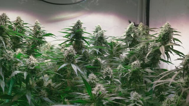 Dolly shot of a cannabis plants growing in a grow tent during flowering stage
