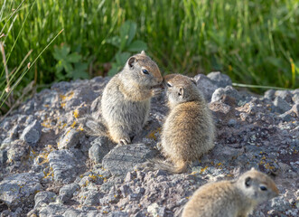 Squirrel Kiss