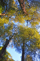 Kahikatea Forest Canopy, Christchurch, New Zealand