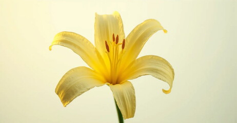 yellow lily flower
